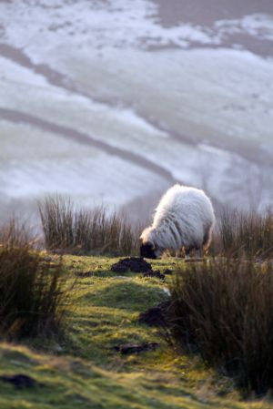 haworth moor jan 17 2012 sm.jpg